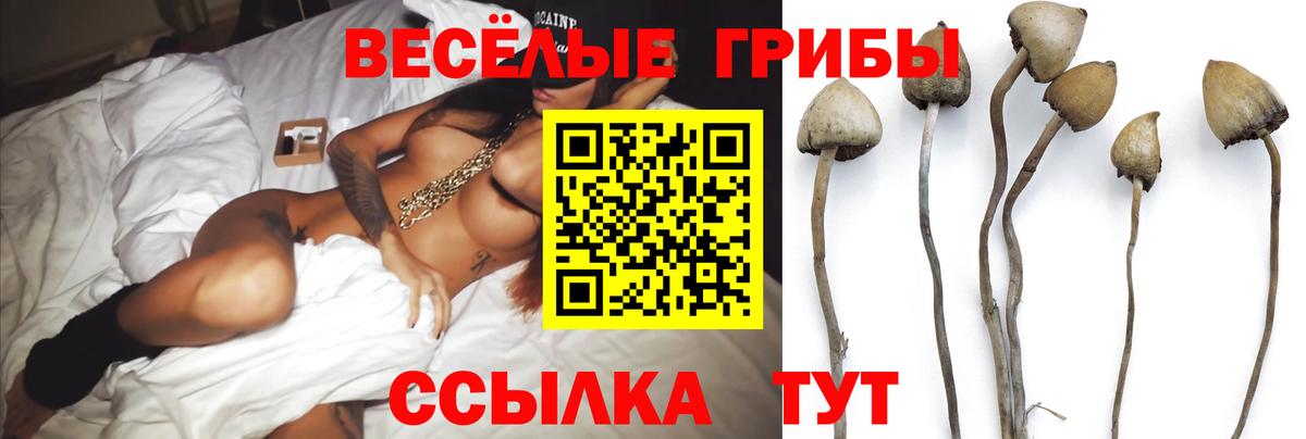 Псилоцибиновые грибы Psilocybe Татарск